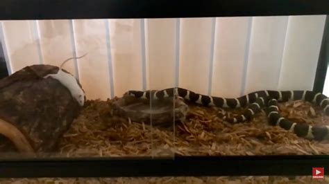 California Kingsnake Feeding #3 - YouTube