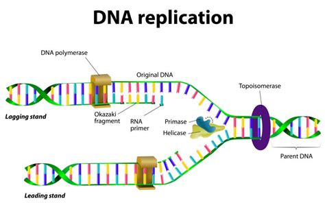 DNA Structure & DNA Replication - Biology Online Tutorial