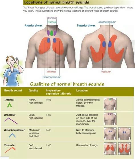 How to Describe Normal Breath Sounds