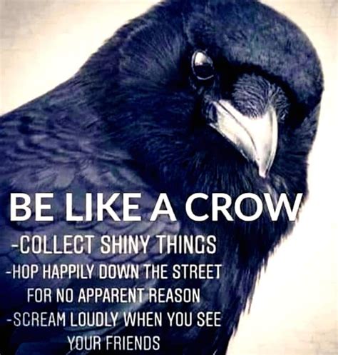 Pin by K C on Animalz - Birdz | Crow, Inspirational quotes, Funny quotes