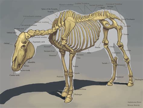 Horse Skeleton by awesomeplex on DeviantArt