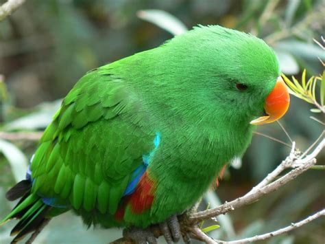 Male Eclectus parrot (Native to tropical Australia) - a photo on Flickriver