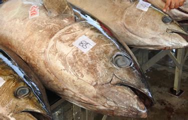 ISSF: Eastern Pacific Ocean tuna fisheries can’t wait for COVID to end ...