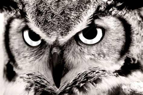 Great Horned Owl - Fotobehang | Black, white owl, White owl tattoo ...