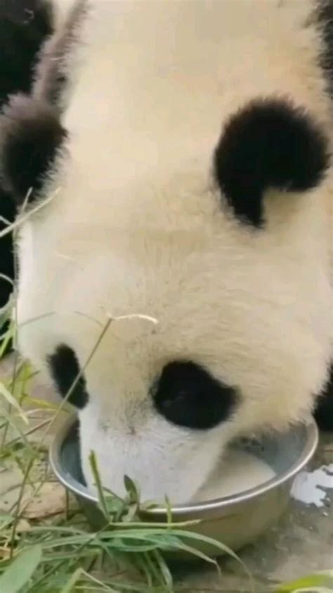 Cute Panda | Funny animal videos, Giant panda, Cute panda