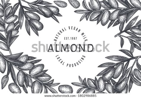 Hand Drawn Sketch Almond Design Template Stock Vector (Royalty Free ...