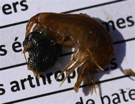 Photo - Gammarus spec. - Observation.org