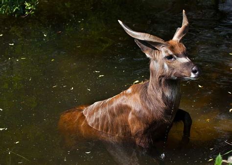 20 Facts About Sitatunga: Africa's Swamp-Dwelling Antelope ...