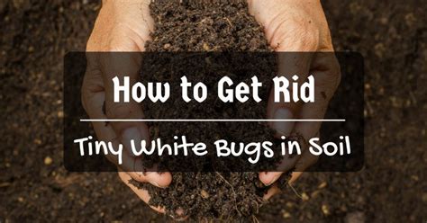 How to Get Rid of Tiny White Bugs in Soil - Sumo Gardener