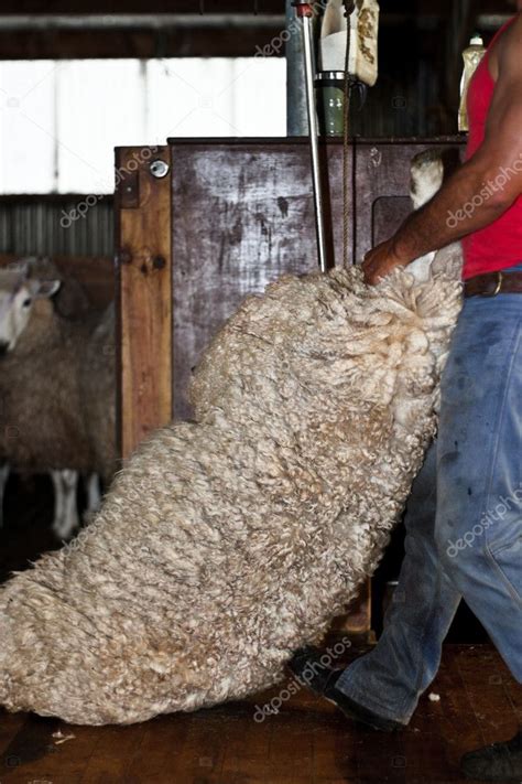 Sheep shearing, New Zealand — Stock Photo © JanMika #5501172