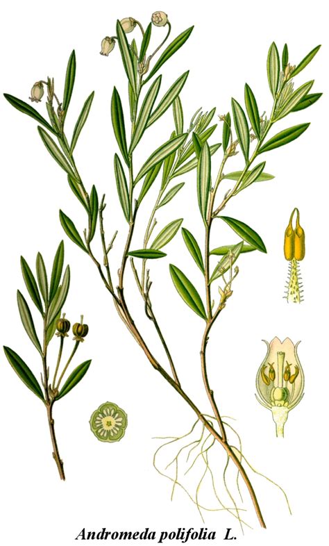 Ericaceae - Définition et Explications