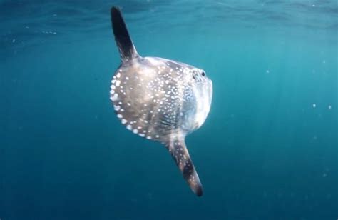 VIDEO: The newly discovered 'Hoodwinker' sunfish - Australian Geographic