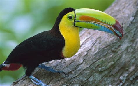 toucans, Nature, Birds Wallpapers HD / Desktop and Mobile Backgrounds