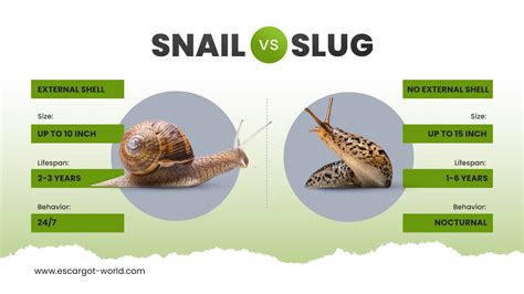 Slug vs Snail - (2024 Edition) Uncover the Differences You Didn't Imagine