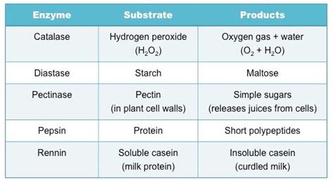 GR 9 Topic 6 Enzymes - AMAZING WORLD OF SCIENCE WITH MR. GREEN