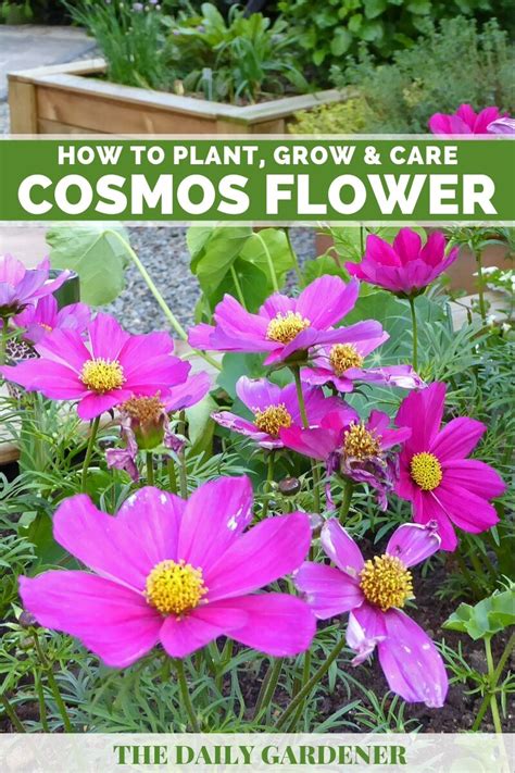 Cosmos Flower: How to Plant, Grow and Care? - The Daily Gardener ...