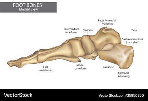 Medial view foot bones diagram Royalty Free Vector Image