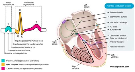 Cardiac Conduction System And Its Relationship With Ecg