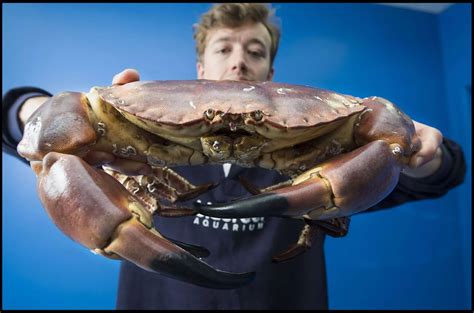 Giant edible crab named 'Popeye' found - Mirror Online