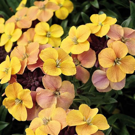 Hayloft Plants 5 x Hardy Erysimum Colour Changing Young Plant ...