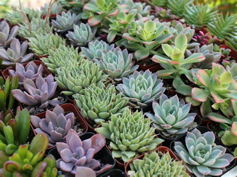 How to Grow Healthy Succulent Plants - World of Succulents