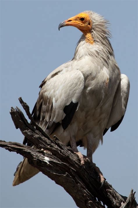 Pin by Terry Hess on animals | Pet birds, Beautiful birds, Vulture