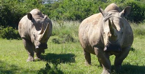 Filming in Mount Kenya Wildlife Conservancy- Africa Adventure Vacations