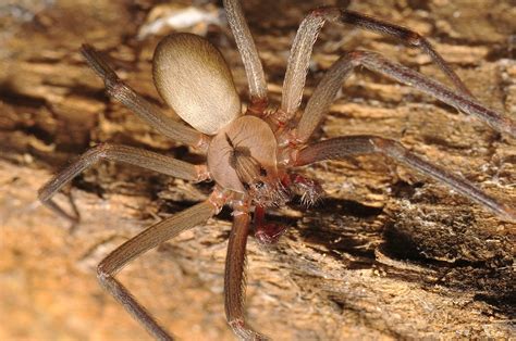 Common Spiders to Watch for In Colorado | Poisonous and Non-Venomous ...