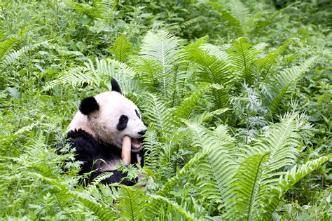 Climate change not the only threat to giant pandas, study says ...