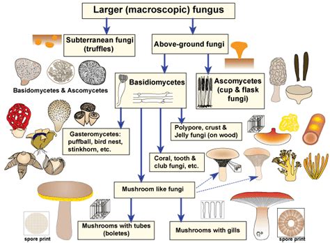 Mycorrhizal Associations: Ectomycorrhizal Fungi