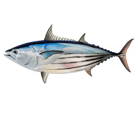 Skipjack Tuna: Taste, Nutrition, Habitat