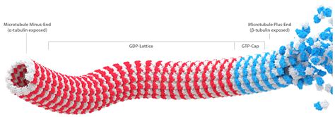 Tubulin Structure and Microtubule Metrics - By The Numbers Infographics