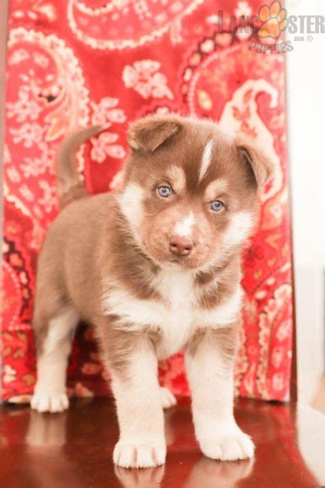 8 Huskimo Puppies ideas in 2021 | puppies, puppies for sale, lancaster ...