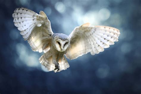 Snowy Owl Flying Wallpaper