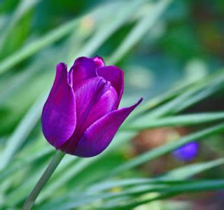 flowers for flower lovers.: Purple tulip flowers pictures.