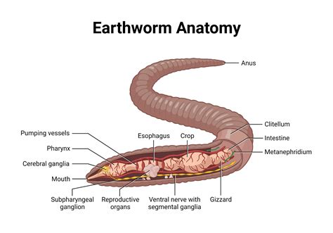 Earthworm Anatomy | BioRender Science Templates