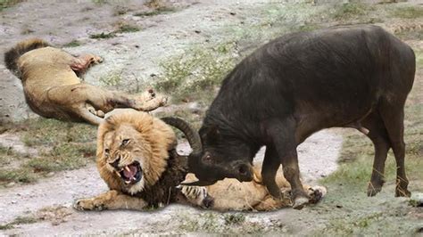 EXTREMELY RARE!!! Buffalo Herd Rescue Baby From Male Lion Hunt, 7 Lions ...