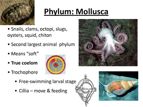 Mollusca Examples