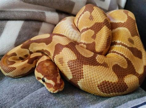 Ultramel Ball Python | Ball python, Pet snake, Cute snake