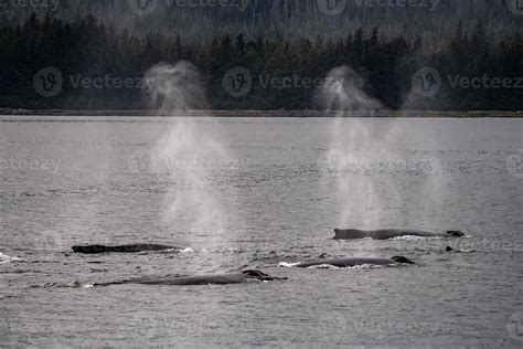 Pod of Humpback Whales 3967600 Stock Photo at Vecteezy