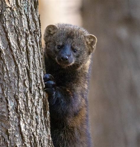 Fisher Cat: Habitat, Diet, and Conservation of Pekania pennanti