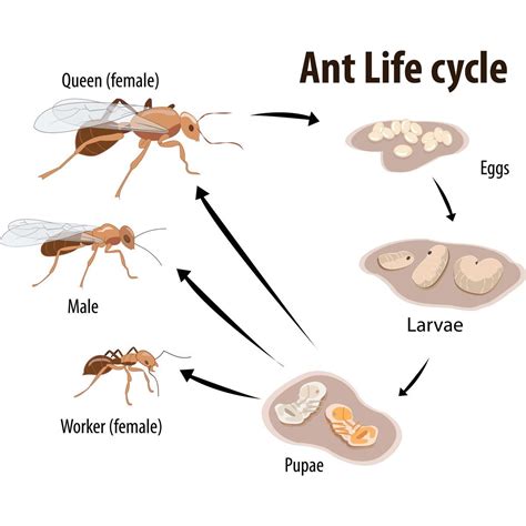 What to Know About an Ant's Life Cycle | The Family Handyman