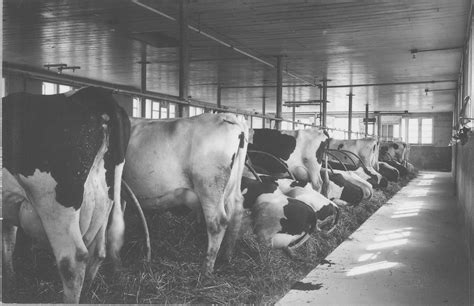 History of the Barn | Dairy Barn