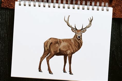 How to Draw a Deer - Creating a Realistic Deer Drawing