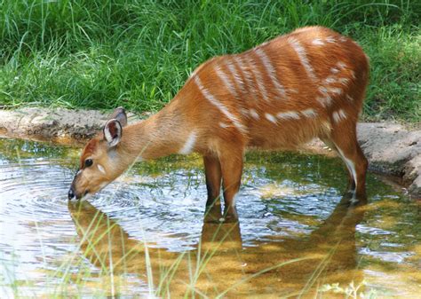 Suffering antelope at OR Tambo euthanased after two days | Kempton Express