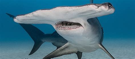 2022's Top 10 Most Critically Endangered Sharks & Rays