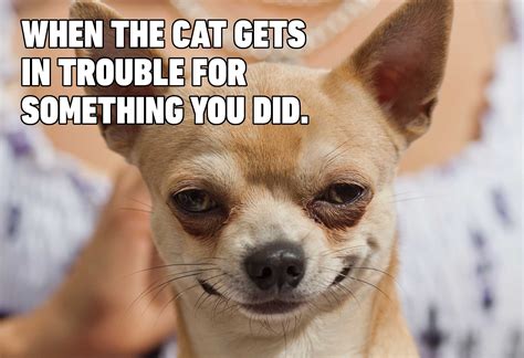 Cat And Dog Memes - Photos Cantik