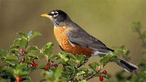 American Robin HD Wallpaper | Animals beautiful, Animal pictures, Animals