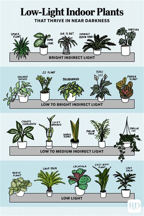 Low-Light Indoor Plants That Thrive in Near Darkness