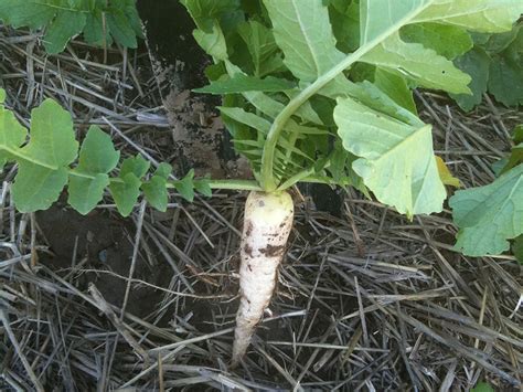 Radish cover crop traps nitrogen; mystery follows | American Society of ...